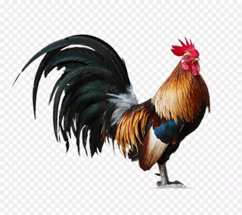 鸡形象壁画艺术-鸡