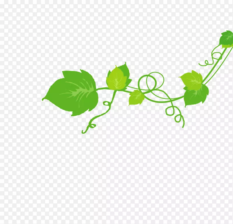 叶夹艺术绿色产品设计植物茎叶