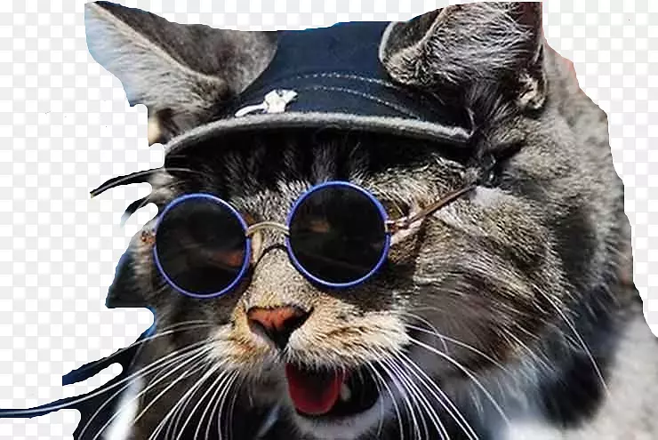 太阳镜猫须动物眼镜