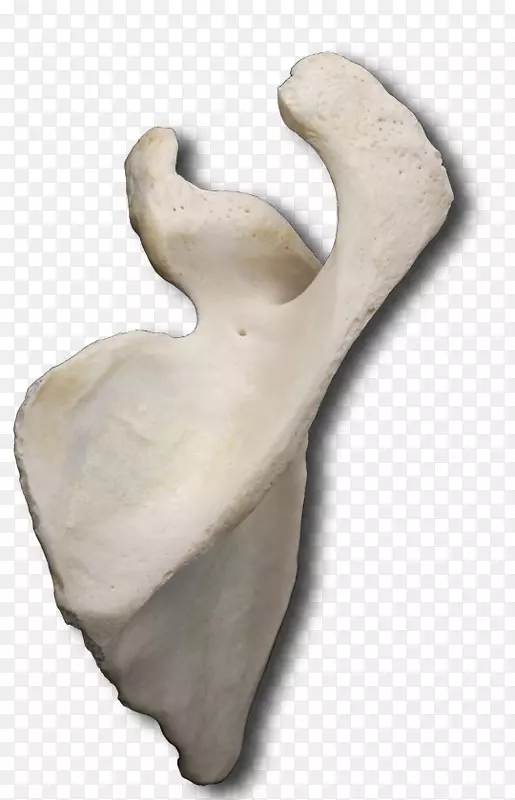 古典雕塑雕像产品设计.肩胛骨内侧边缘