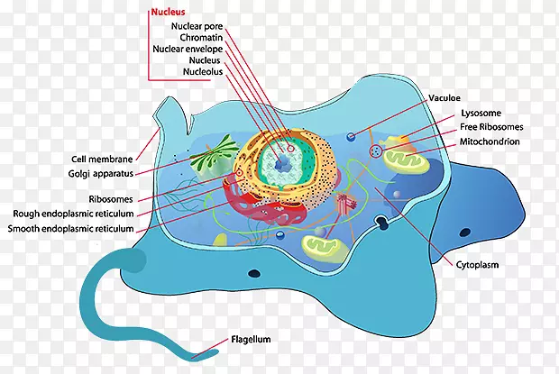 植物细胞鞭毛Cèl·Lula动物-动物细胞