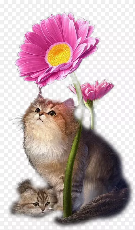 小猫须开花植物.小猫
