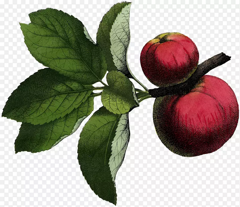 插图水果海报图形图片-苹果