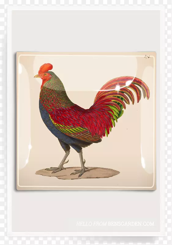 公鸡艺术品印刷艺术网-鸡