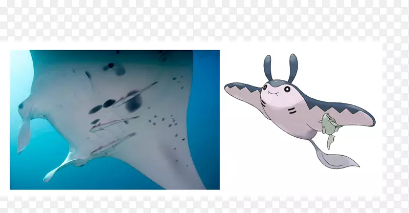 海洋动物群鲨鱼头巾产品设计-鲨鱼