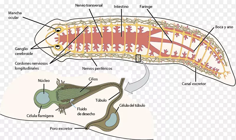 神经系统扁平虫排泄系统千足虫-虎耳草解剖