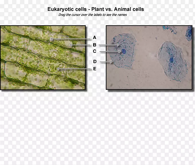植物细胞渗透Cèl·Lula动物细胞器-植物