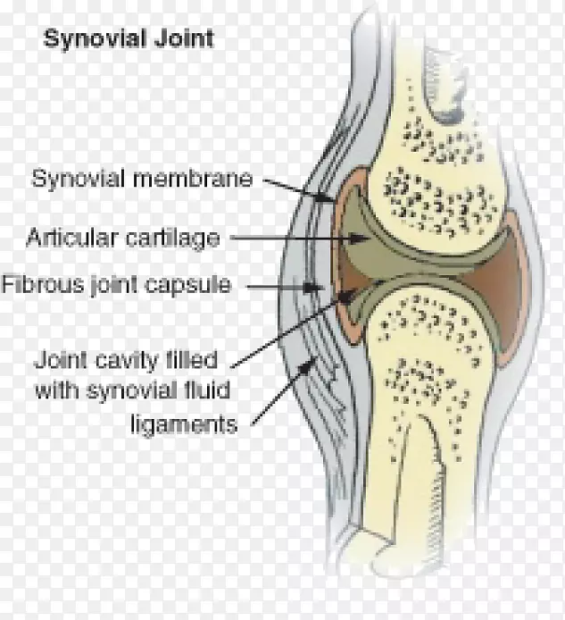 滑膜滑液膝关节骨骼系统