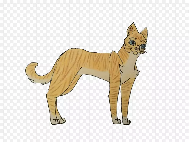 胡须猫狮子狗品种-猫