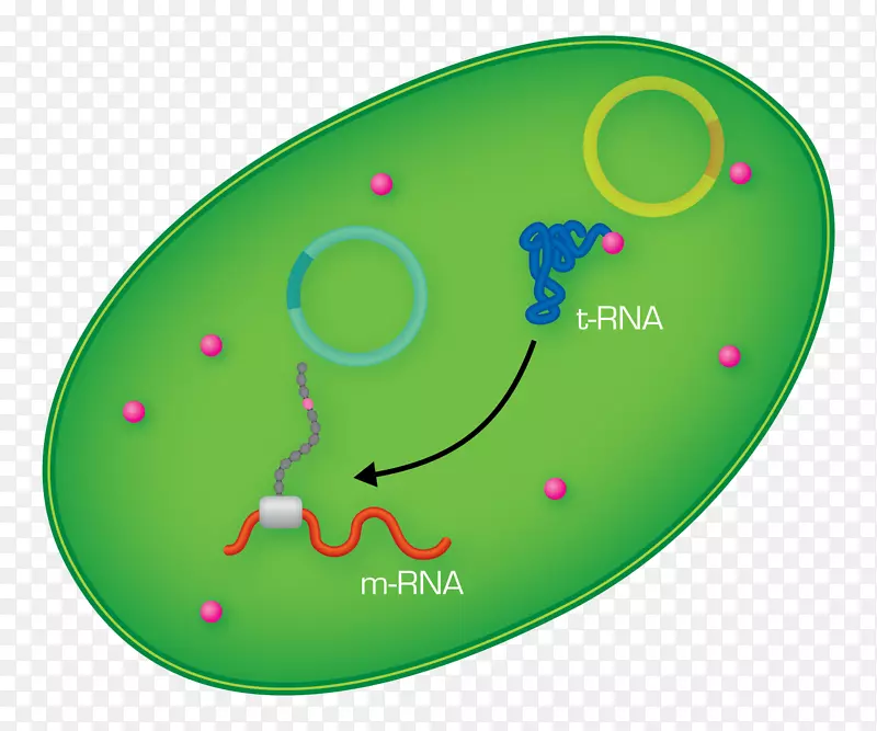氨基酸转运RNA细胞质蛋白-大肠杆菌