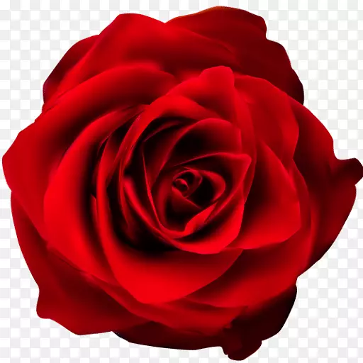 花园玫瑰剪贴艺术花卉形象-玫瑰