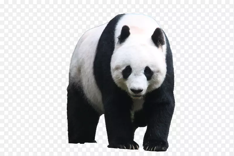 大熊猫熊图片汉密尔顿照片-熊