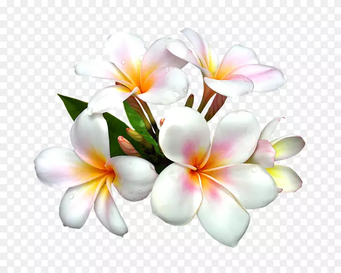 剪贴画花卉插图png图片花卉图像.花