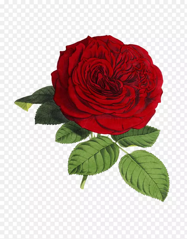 玫瑰.xchng花卉png图片图像-玫瑰