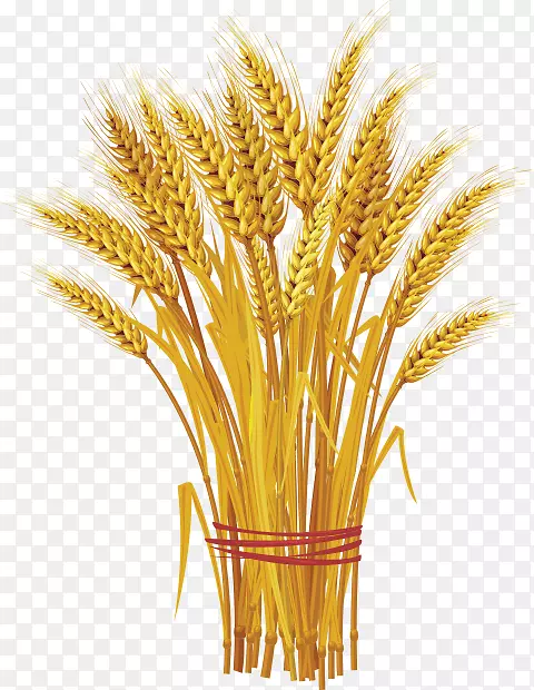 图形小麦剪贴画穗谷小麦