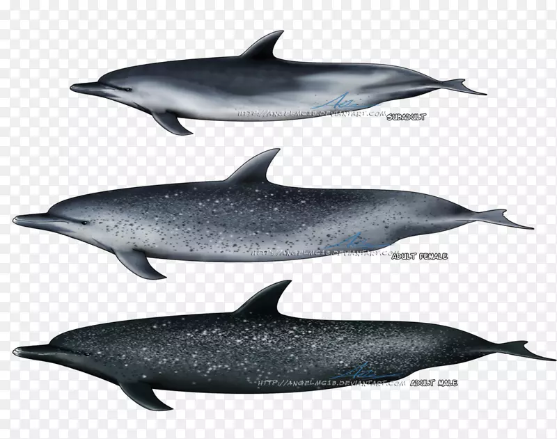 旋转海豚条纹海豚普通宽吻海豚短喙普通海豚粗齿海豚