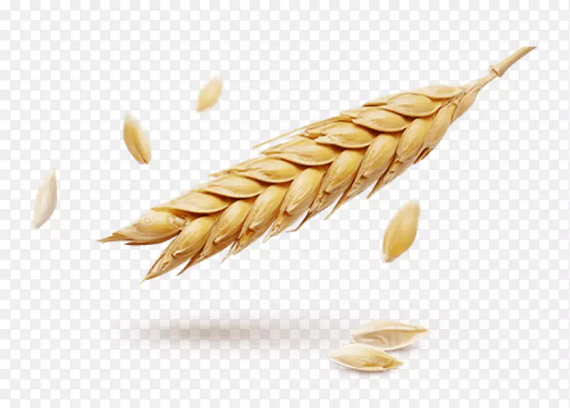 小麦png网络图穗粒信息小麦