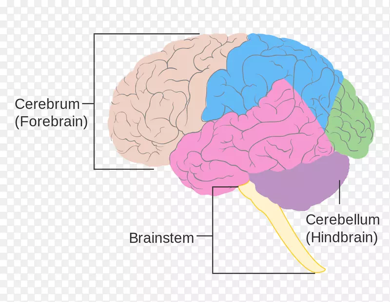 人脑大小脑干脑损伤