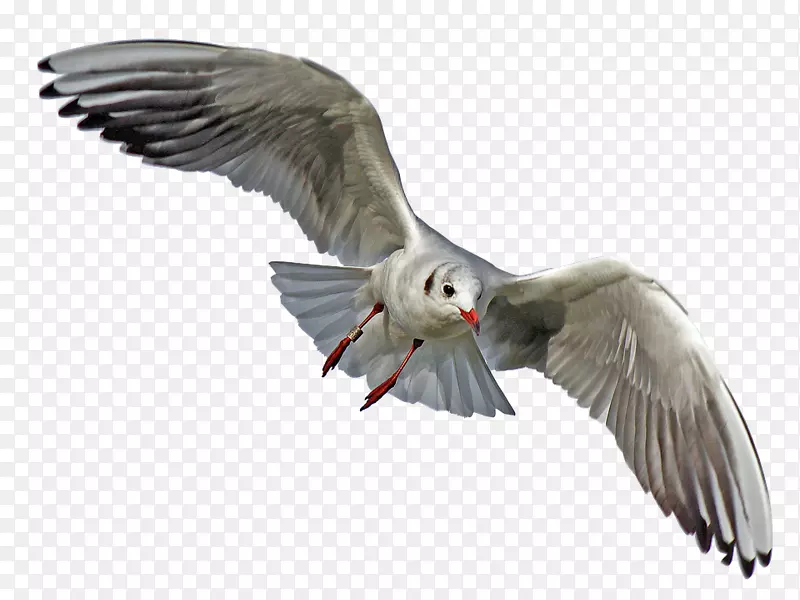 海鸥，海鸟，png图片透明度-鸟类
