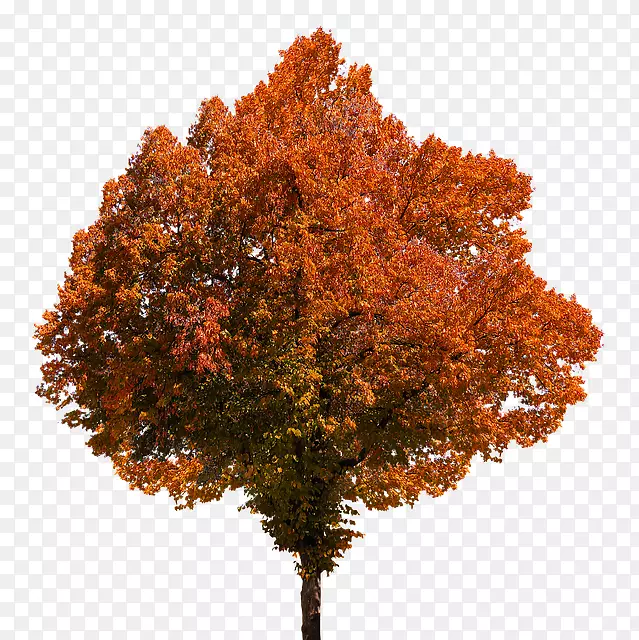png图片秋叶彩色剪贴画树