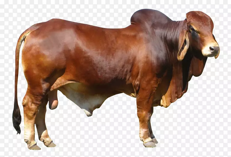 牛肉牛png图片剪辑艺术透明度.公牛
