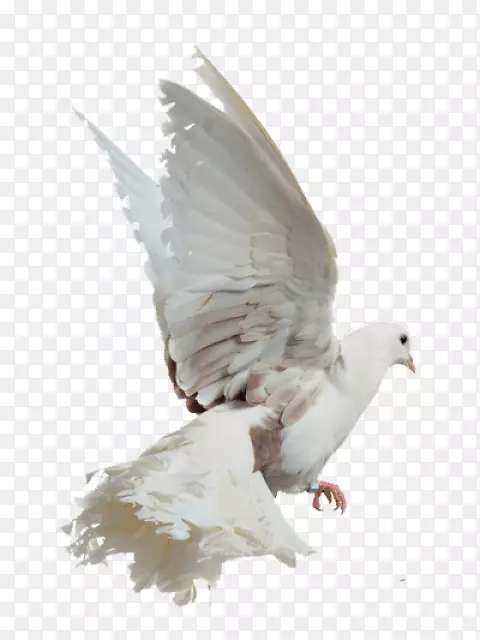 石鸽图像摄影白鸽飞翔