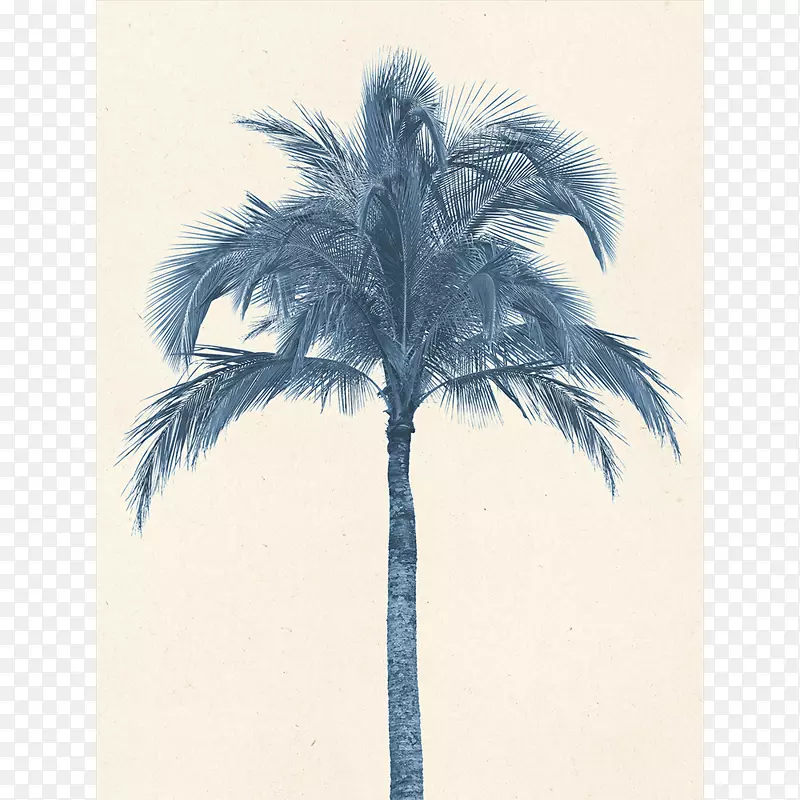 棕榈树椰子树图片亚洲棕榈椰子