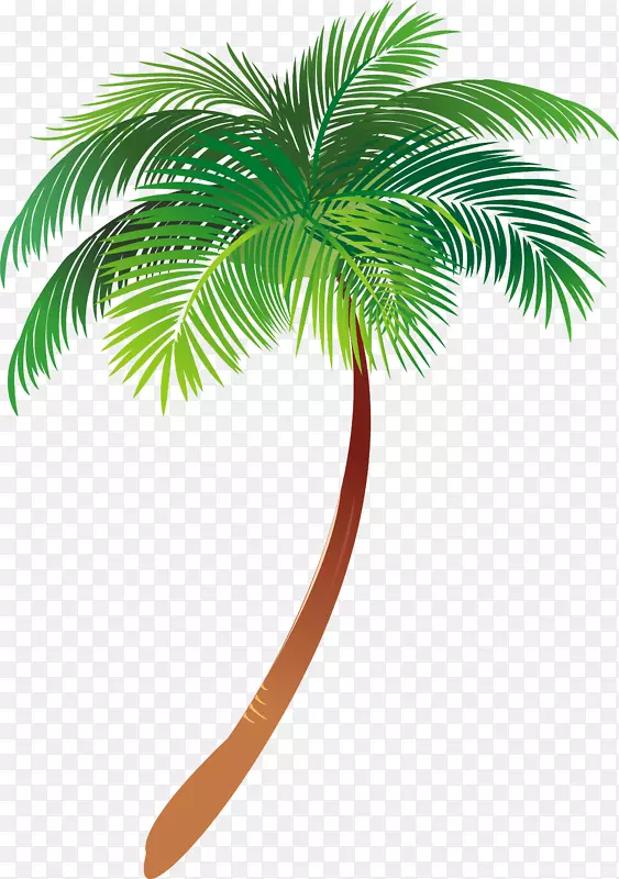 亚洲帕尔米拉棕榈树插图棕榈树图形文字-棕榈树叶