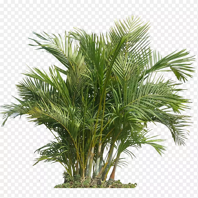 棕榈树、室内植物、png图片热带.植物
