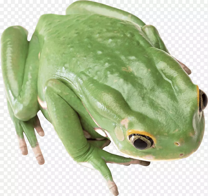 食用青蛙png图片剪辑艺术文件格式.青蛙