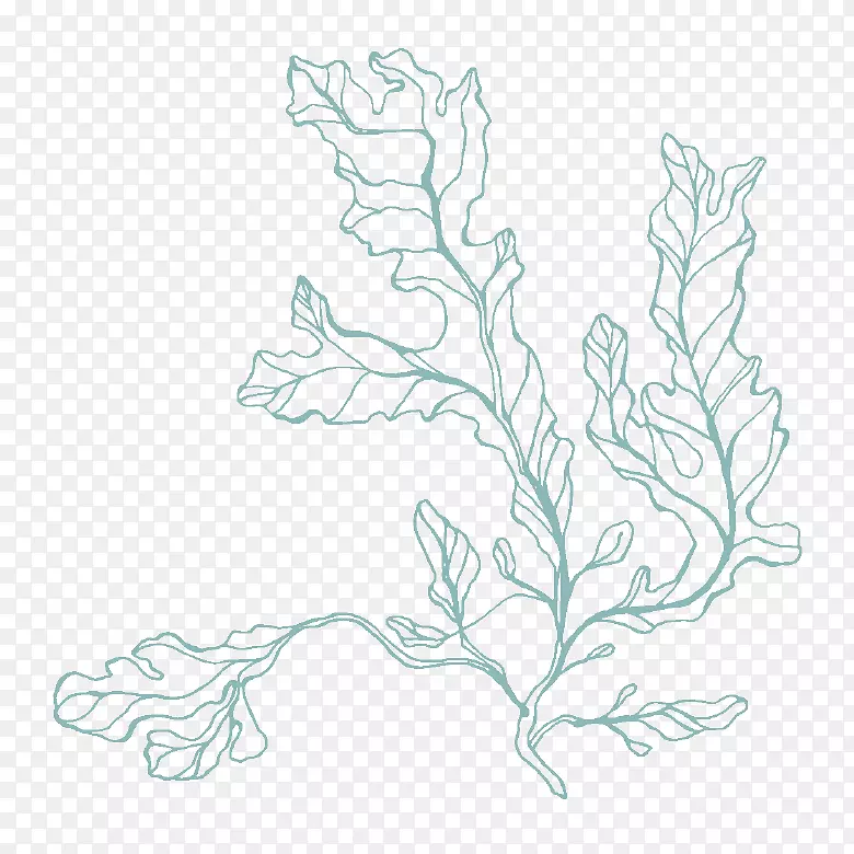 花卉设计图形素描艺术海藻