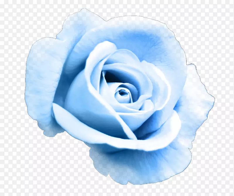 花园玫瑰蓝玫瑰剪贴画花卉