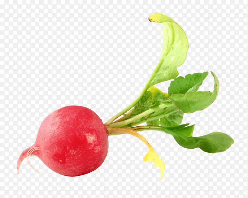 Daikonpng图片剪辑艺术蔬菜图像.蔬菜