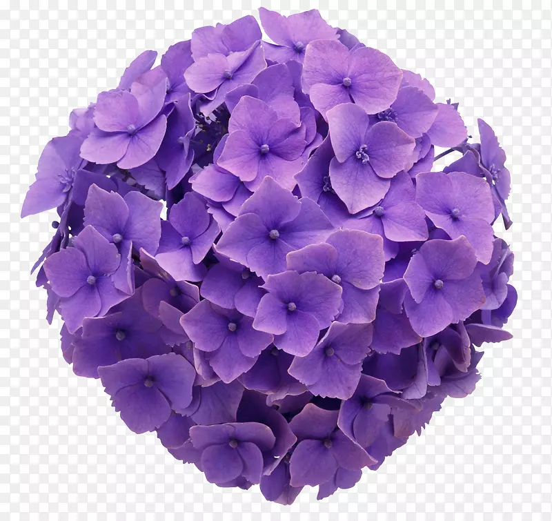 法国绣球花紫色花设计-花