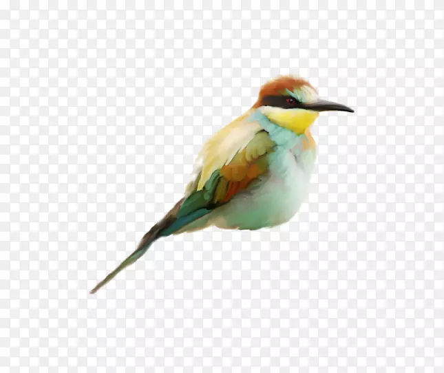 鸟类喙鹭白鹳png图片.鸟