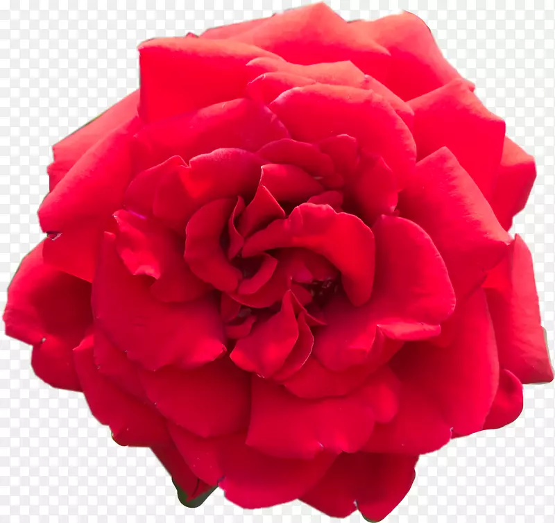 花园玫瑰夹艺术红卷心菜png图片.受人尊敬的红色