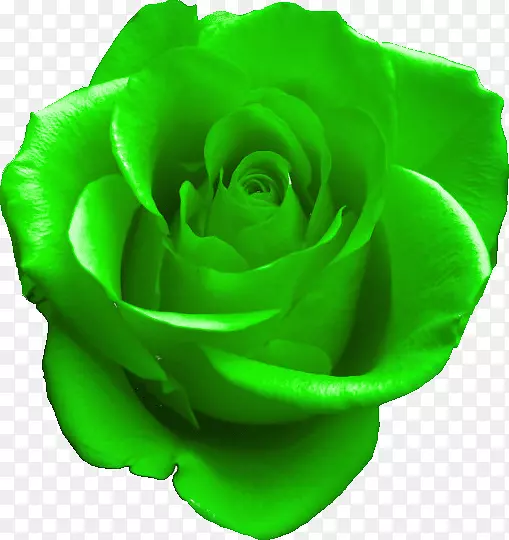 GIF玫瑰绿色剪贴画图片-玫瑰