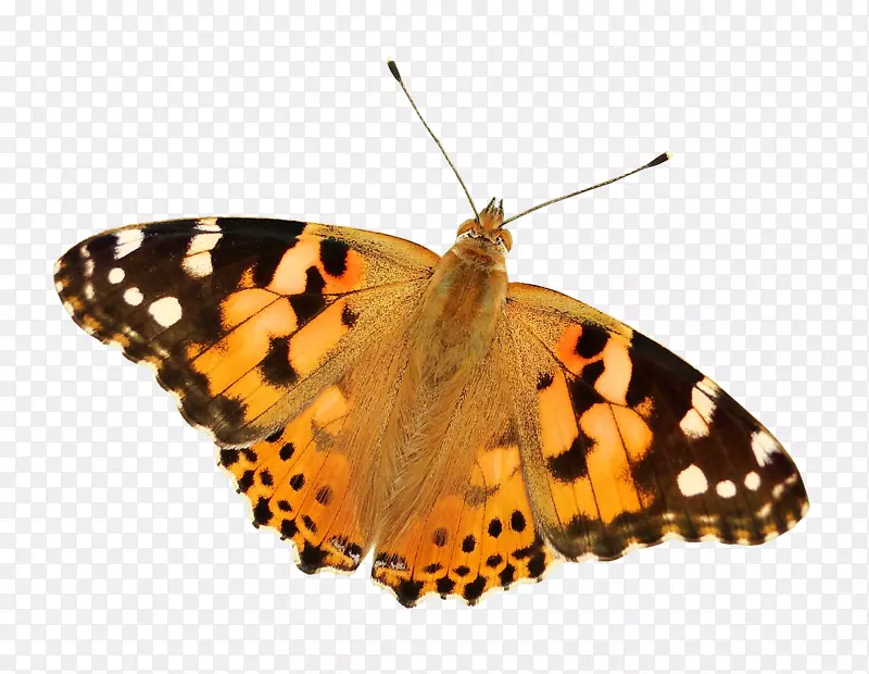 蝴蝶昆虫png图片透明图像.蝴蝶