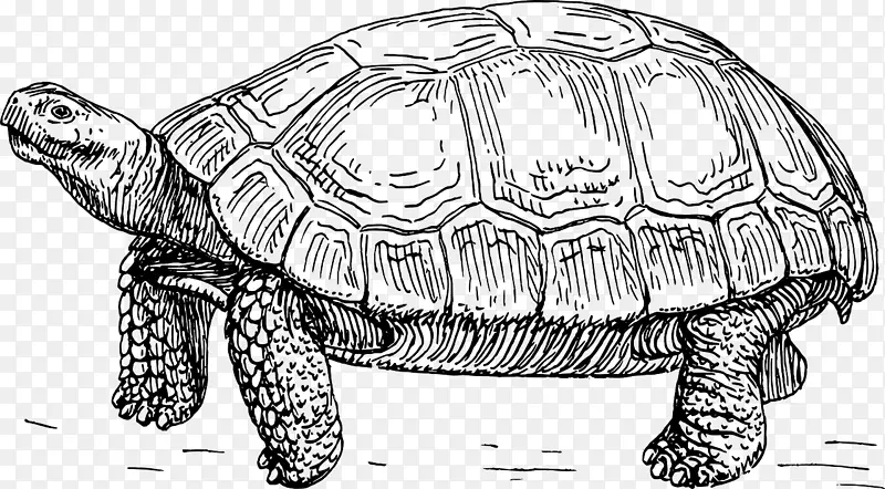 龟画夹艺术图-海龟