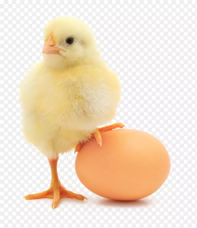 鸡肉或肉鸡生产有机鸡蛋-鸡