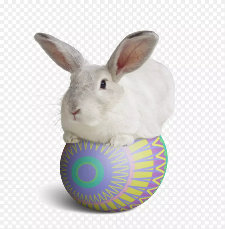 国内兔子复活节兔欧洲兔桌面壁纸-兔子