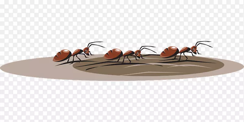 蚂蚁昆虫剪贴画图形图像昆虫