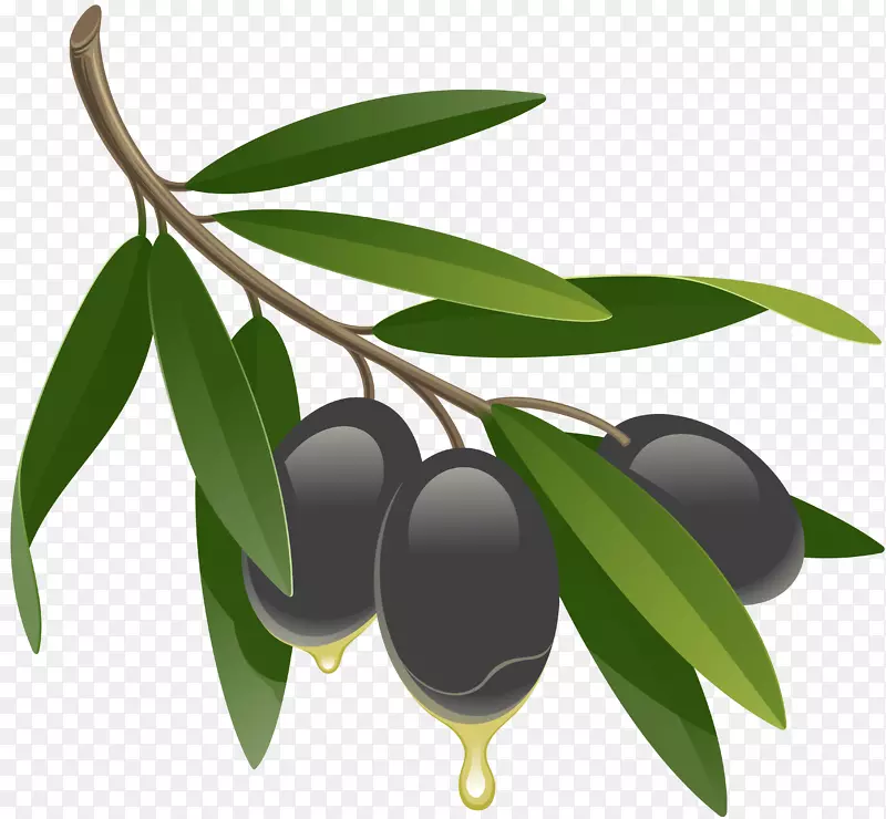 绘制橄榄油的橄榄叶图形.橄榄树