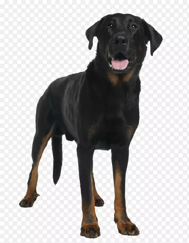波克隆犬繁殖黑色和褐色的coonhkerottweiler波兰猎犬