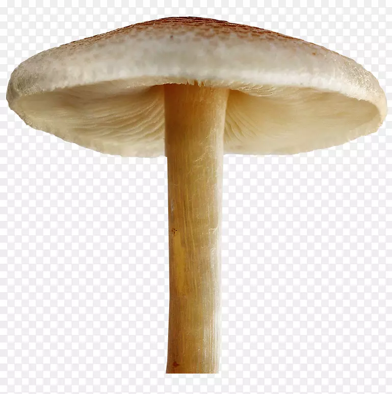 蘑菇png图片剪辑艺术桌面壁纸真菌蘑菇