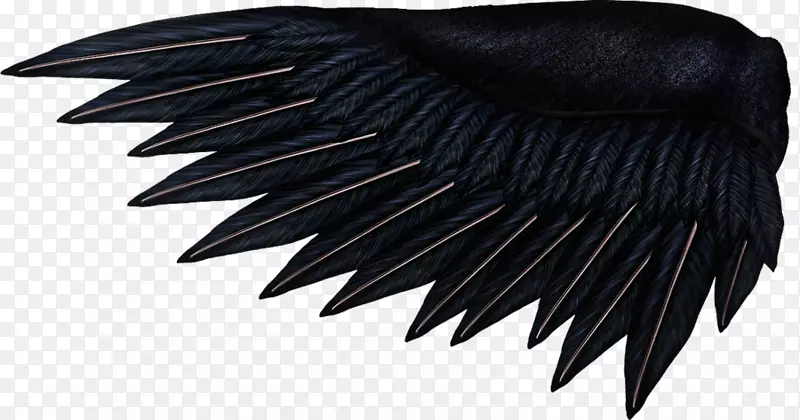 普通乌鸦画图鲁克羽毛