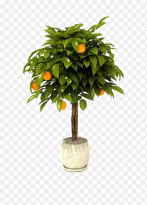 盆栽柑橘×柠檬园树