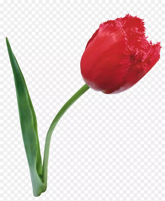 花png图片红色郁金香花瓣-花