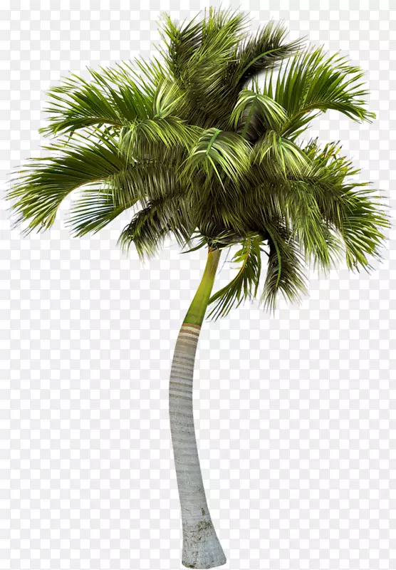 亚洲帕尔米拉棕榈树图片png图片.棕榈树