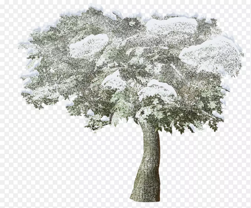 剪贴画png图片冬季雪土坯Photoshop-雪树